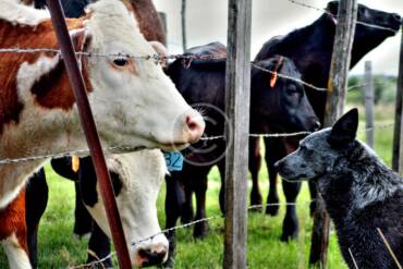 Safe Environment for Farm Cows